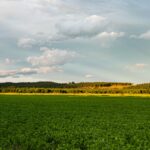 Care este perioada optima pentru a cultiva seminte de lucerna si cum se pregateste terenul inainte?