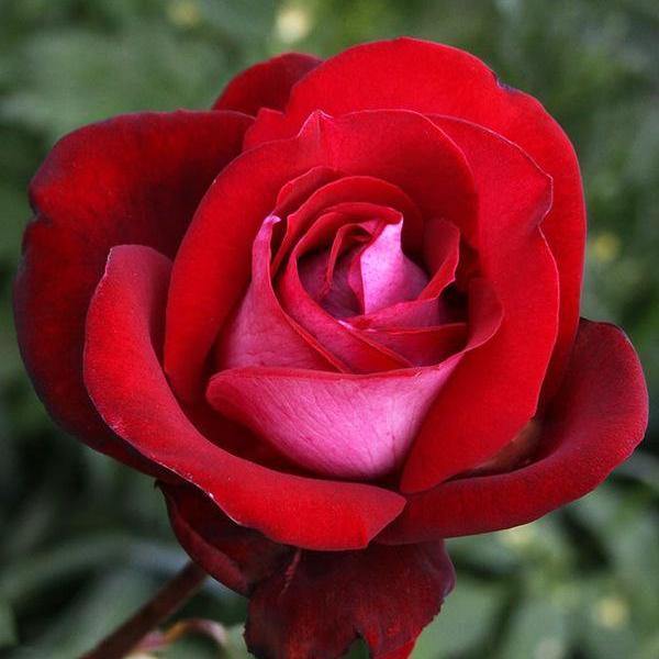 Cele mai faimoase 4 tipuri de trandafiri | PR de la A la Z